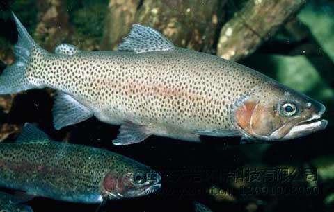 哲羅魚工廠化封閉循環水養殖